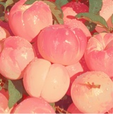 Guest_Peaches123780