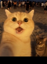avpic