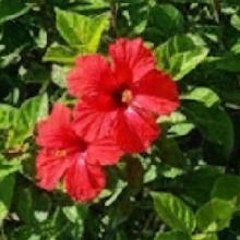 Guest_Johanabedoya0808