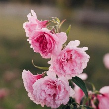 Guest_Alexa233041