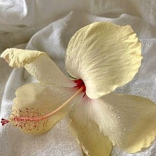 Guest_Lelettd