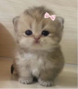 spoiledkitti