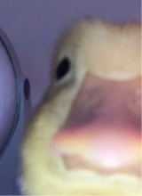 Guest_Favflako