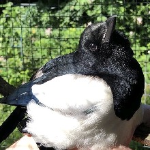 Guest_Magpie8