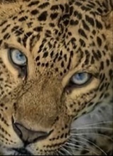Guest_miafb1
