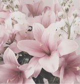 Guest_Zeyana5