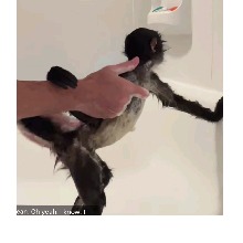 Guest_bubblesdarkgolde8265