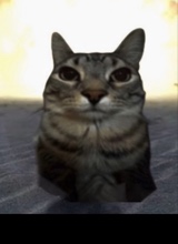 Guest_TEXASUWUTRANCE