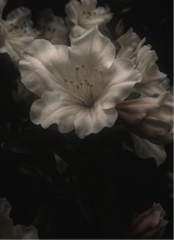 Guest_Mylovely5