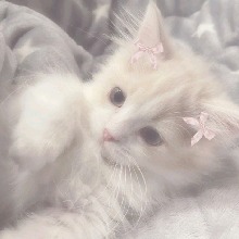 Guest_Lily1549