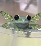 Guest_dartfrog