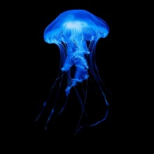 Guest_Splimame