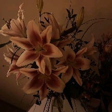Guest_Lainy12