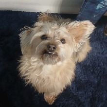 Guest_Littlehellhound