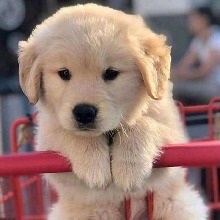 Guest_Khushi47