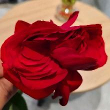 Guest_Ajeetyadav1
