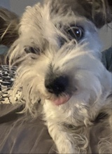 Guest_Jess263478