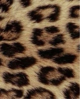 Guest_limao00