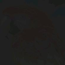 Guest_cinnamondarklave8386