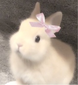 VampireBunnie