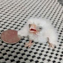Guest_Minishoes