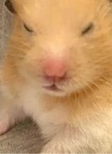 Guest_WitchcraftInHerLips