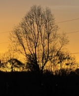 Guest_RoseLove218771