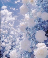 BlueBubbles3
